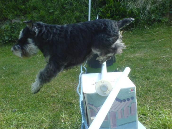 Dvaergschnauzer Kivi billede 16