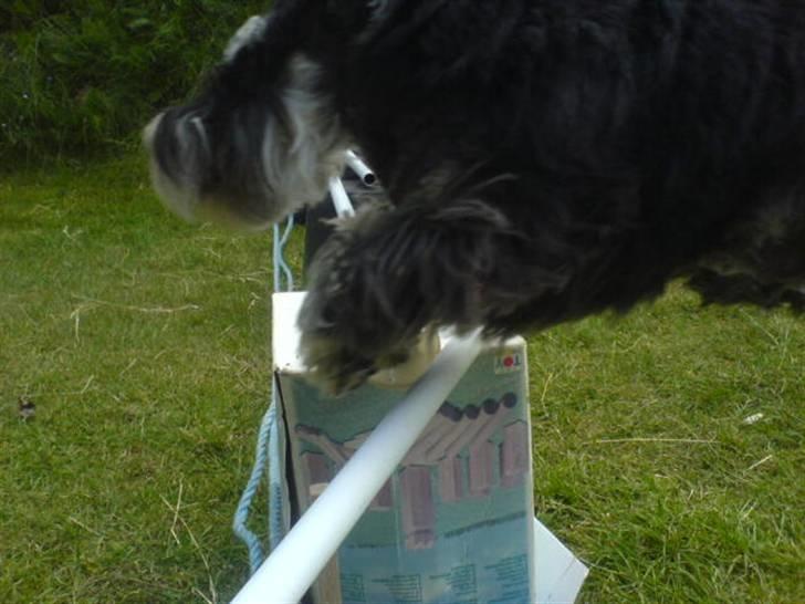 Dvaergschnauzer Kivi billede 17