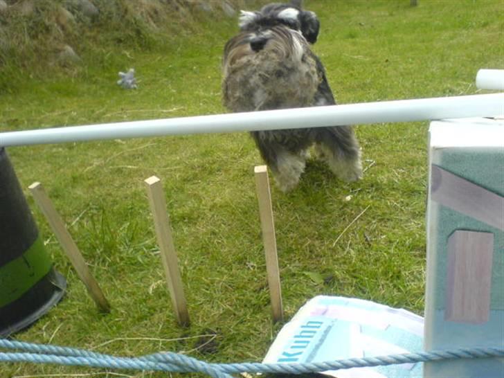 Dvaergschnauzer Kivi - her skal hun til at springe med sin bold billede 18