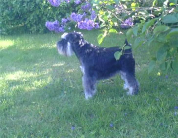 Dvaergschnauzer Kivi billede 20