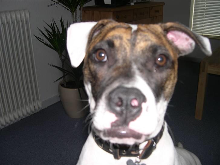 Amerikansk bulldog Kenzo billede 6