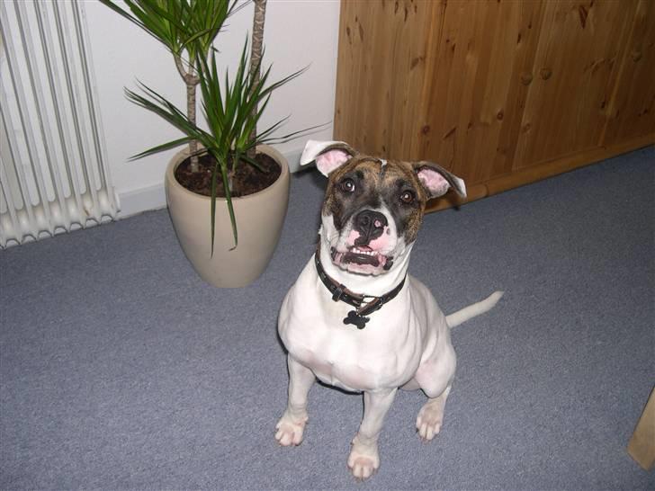 Amerikansk bulldog Kenzo billede 7