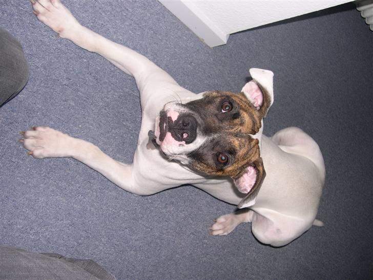 Amerikansk bulldog Kenzo billede 8