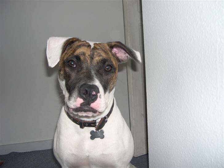 Amerikansk bulldog Kenzo billede 9