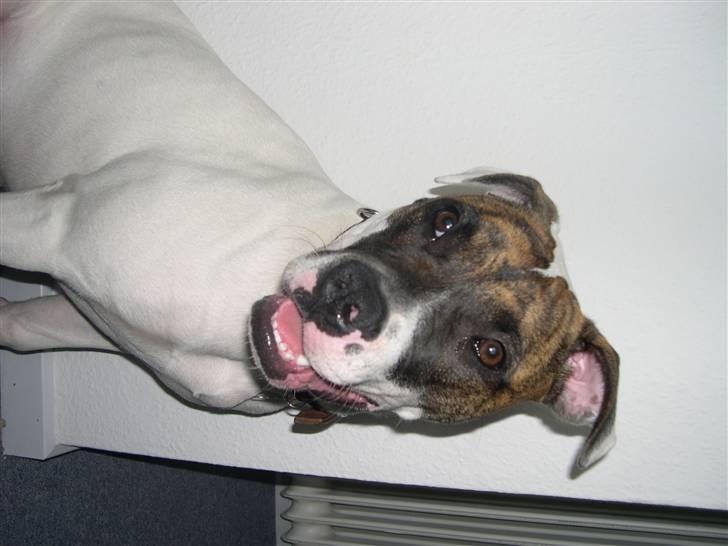 Amerikansk bulldog Kenzo billede 10