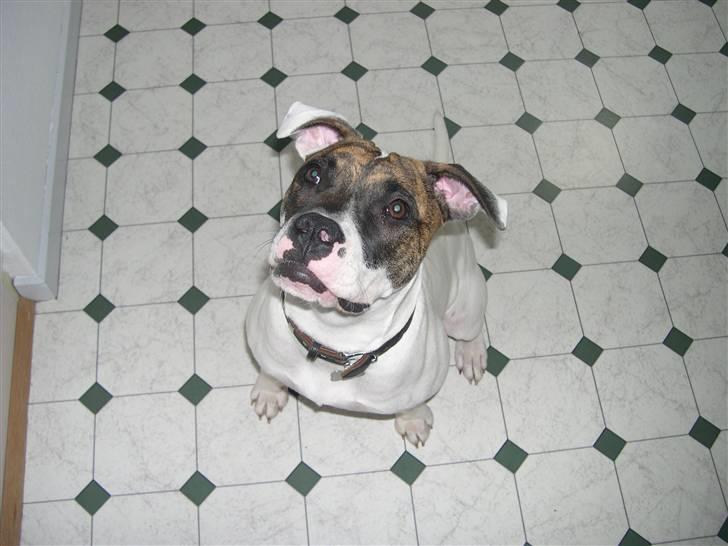 Amerikansk bulldog Kenzo billede 11