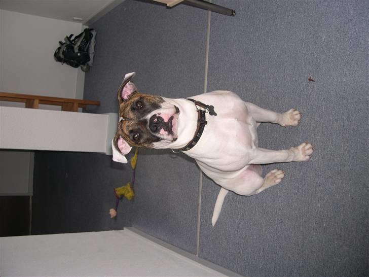 Amerikansk bulldog Kenzo billede 12