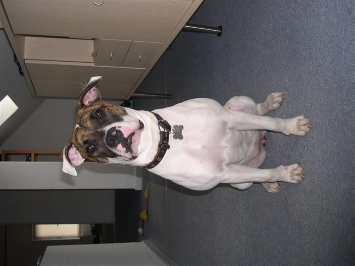 Amerikansk bulldog Kenzo billede 13