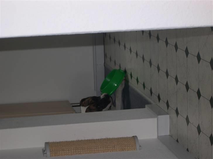 Amerikansk bulldog Kenzo billede 14