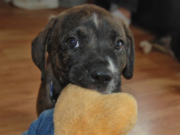 Blanding af racer en Bullrottstaff - Tiger - Tiger som hvalp billede 1