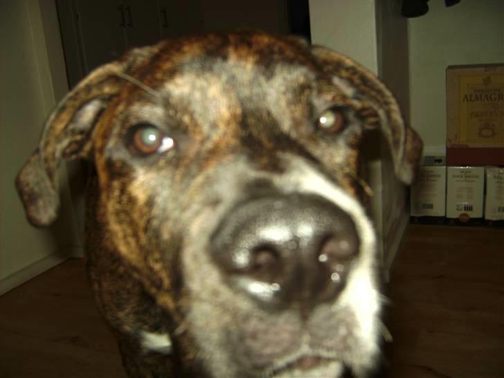 Blanding af racer en Bullrottstaff - Tiger - en forstøret Tiger ;D billede 2