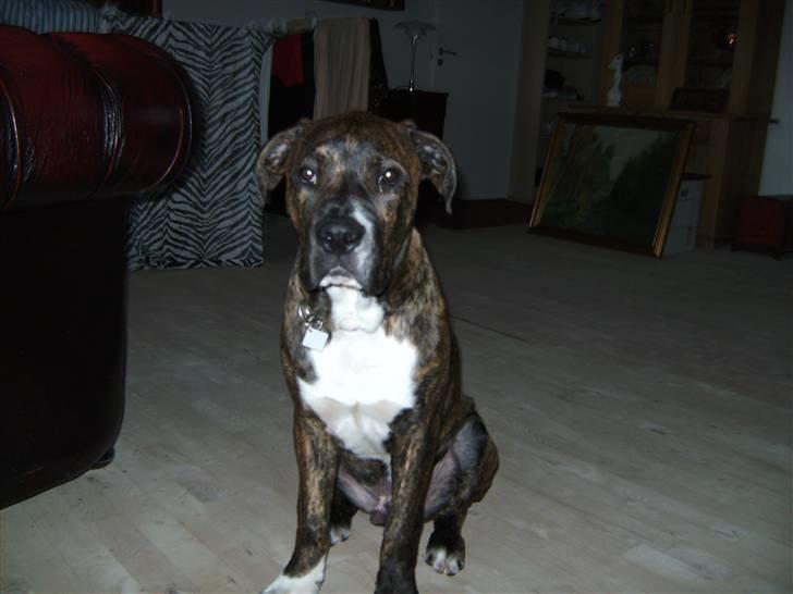 Blanding af racer en Bullrottstaff - Tiger - Tiger sidder træt på gulvet billede 3