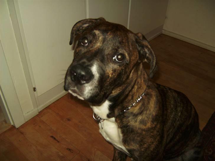 Blanding af racer en Bullrottstaff - Tiger - Tiger der ikke forstår blitzen billede 4