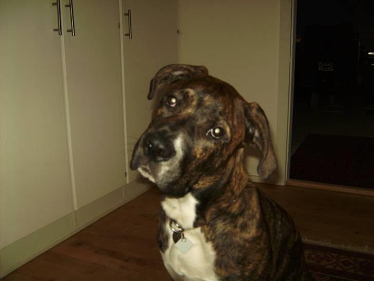 Blanding af racer en Bullrottstaff - Tiger - Tiger der stadig ikke har forstået blitzen billede 5