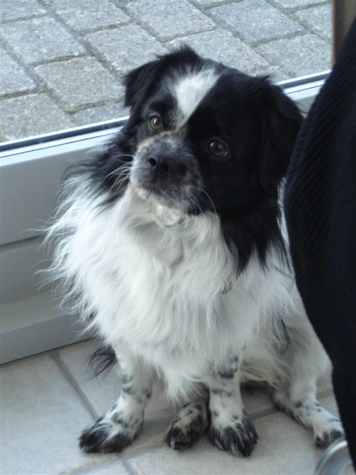 Tibetansk spaniel Chicco - Chicco er nu 2 år og 9 måneder - stadig ligeså sød! billede 1