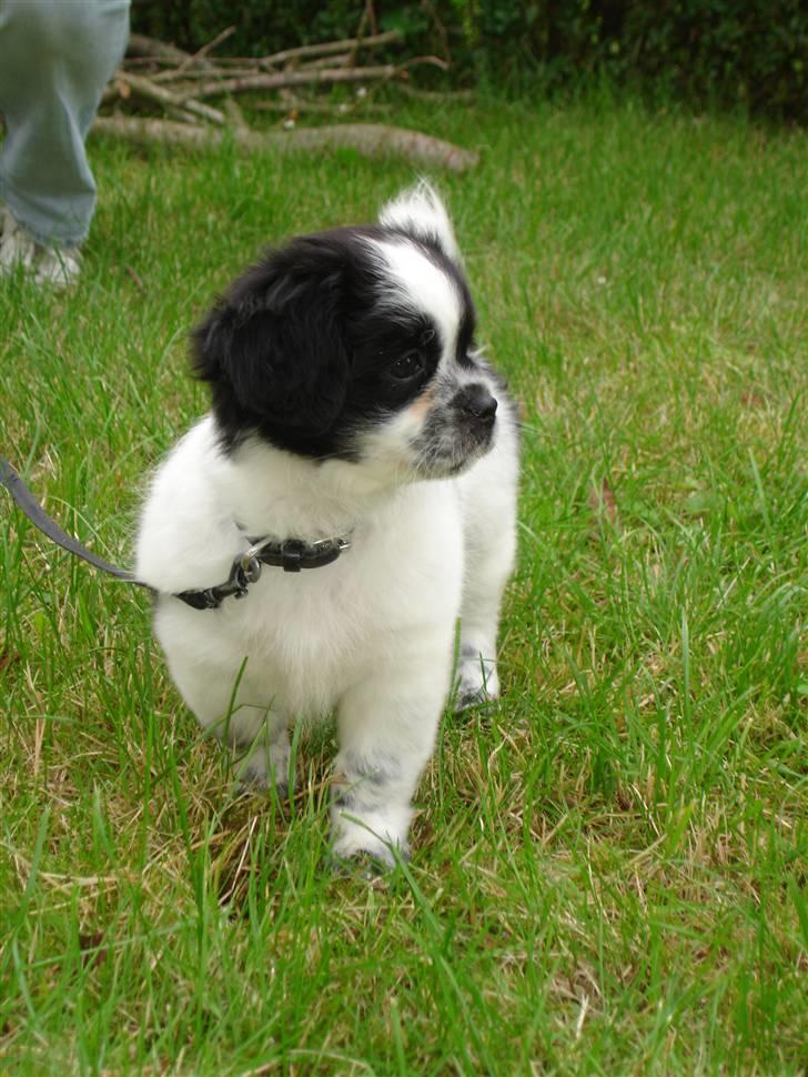 Tibetansk spaniel Chicco billede 2