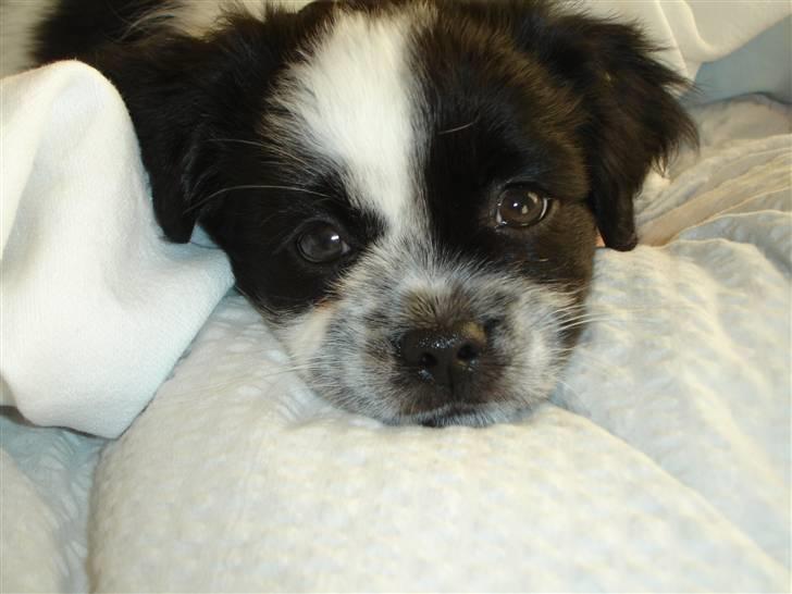 Tibetansk spaniel Chicco billede 3