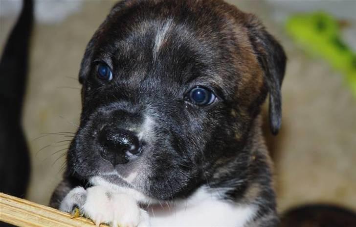 Blanding af racer en Bullrottstaff - Tiger - Tiger som lille hvalp.  billede 6