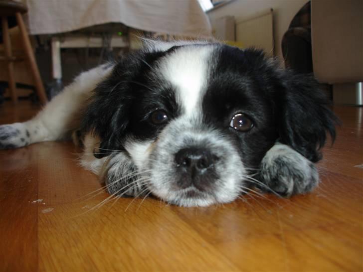 Tibetansk spaniel Chicco billede 4