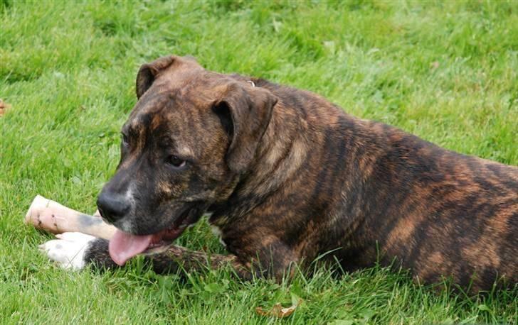 Blanding af racer en Bullrottstaff - Tiger - Tiger i græsset med et godt ben billede 7