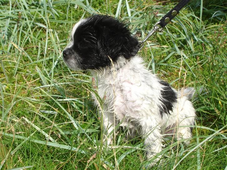 Tibetansk spaniel Chicco billede 5