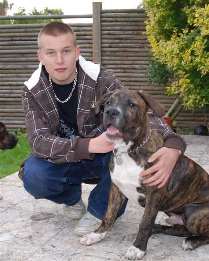 Blanding af racer en Bullrottstaff - Tiger - Tiger og mig billede 8