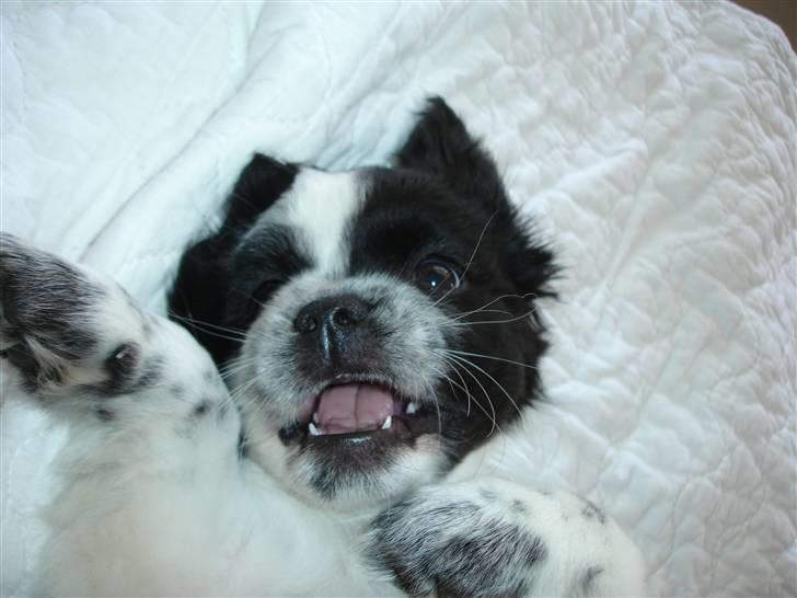 Tibetansk spaniel Chicco billede 6