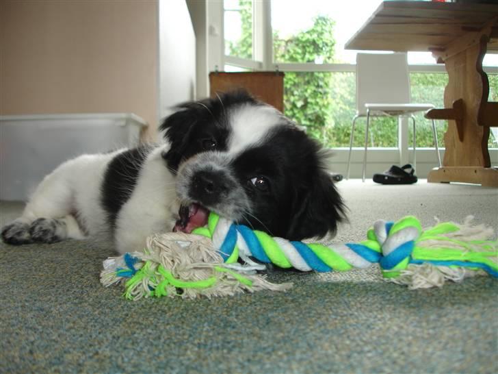 Tibetansk spaniel Chicco billede 7