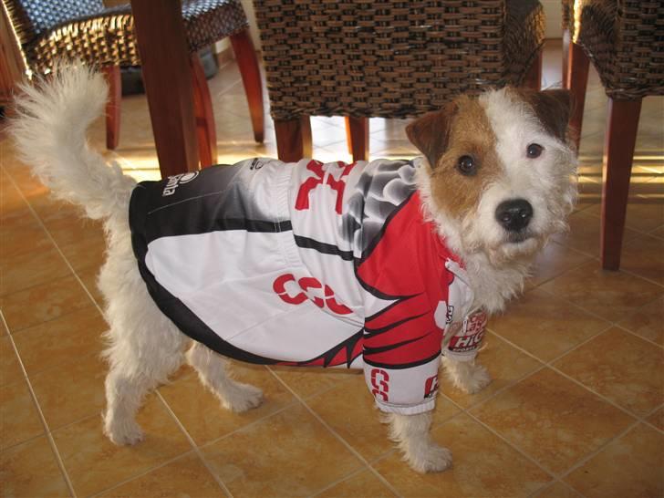 Parson russell terrier Luna billede 14