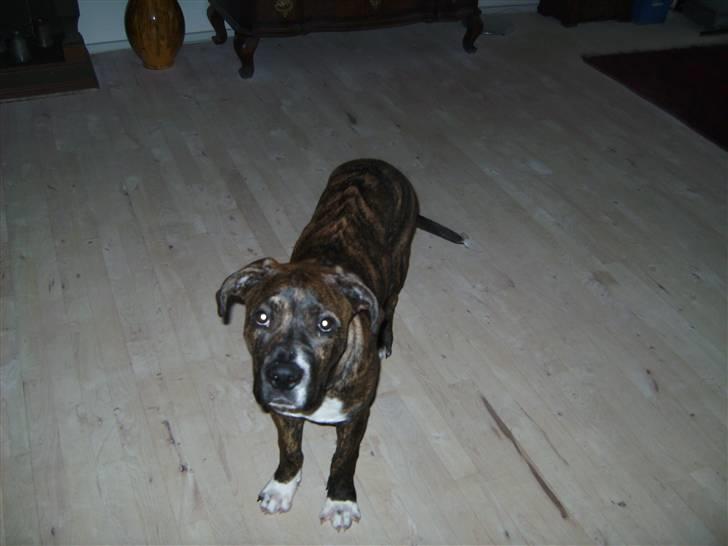 Blanding af racer en Bullrottstaff - Tiger - Tiger der stirer på kameraet billede 9