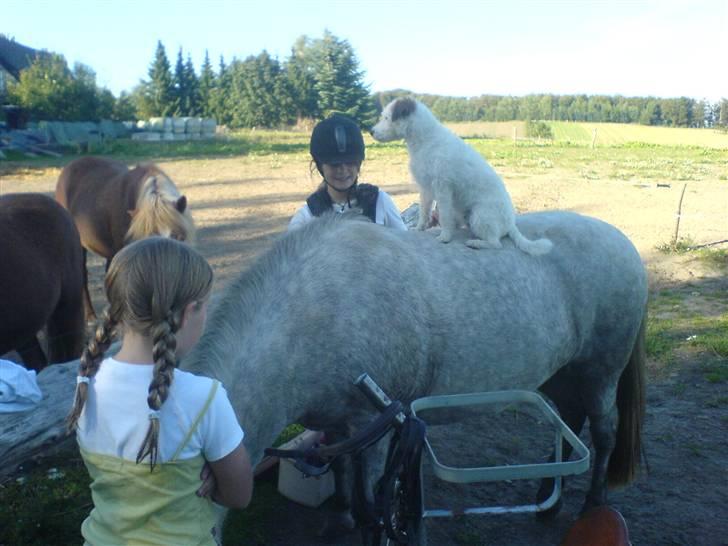 Parson russell terrier Luna billede 15