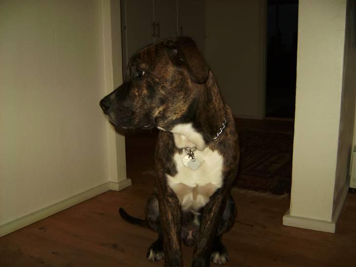 Blanding af racer en Bullrottstaff - Tiger - Tiger der er træt af kameraet billede 10