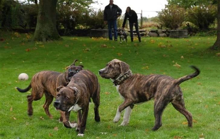 Blanding af racer en Bullrottstaff - Tiger - Tiger og sine 2 brødre Conrad og Balder billede 11