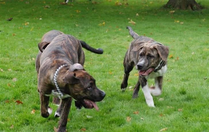 Blanding af racer en Bullrottstaff - Tiger - Tiger og sine 2 brødre Conrad og Balder billede 12