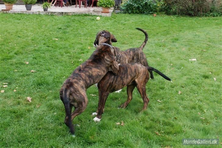 Blanding af racer en Bullrottstaff - Tiger - tiger og sine brødre Conrad og Balder billede 13