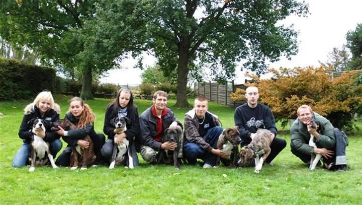 Blanding af racer en Bullrottstaff - Tiger - næsten hele kuldet billede 14