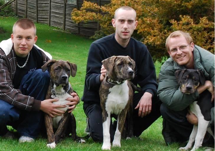 Blanding af racer en Bullrottstaff - Tiger - Tiger og nogle af sine søskende billede 16