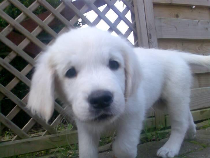 Golden retriever Montana "Monty" billede 12