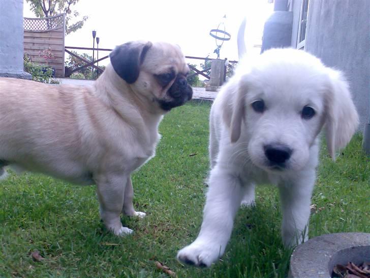 Golden retriever Montana "Monty" billede 15