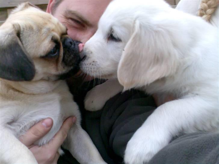 Golden retriever Montana "Monty" billede 16