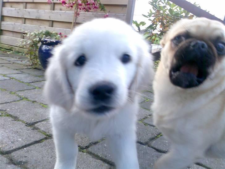 Golden retriever Montana "Monty" billede 17