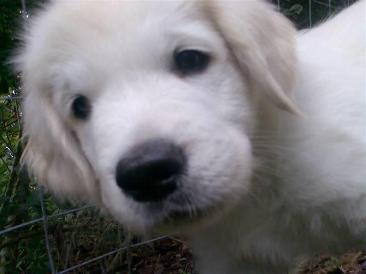 Golden retriever Montana "Monty" billede 19
