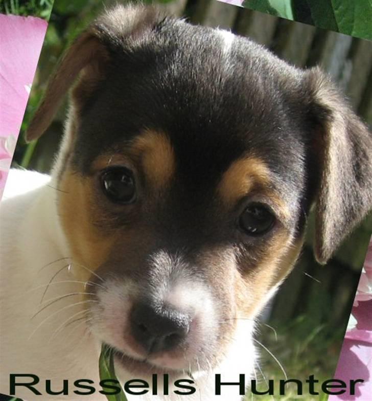 Jack russell terrier Russels Hunter / Kenzo - er jeg ikke sød? billede 1