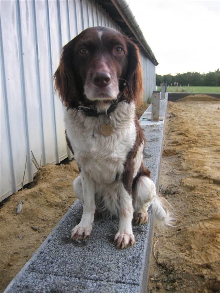 Kleiner münsterländer Tasha billede 20