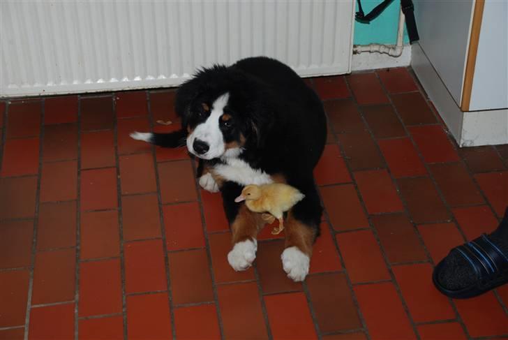 Berner sennenhund Anton - Min nye ven Rap... Jeg passer godt på den. billede 16