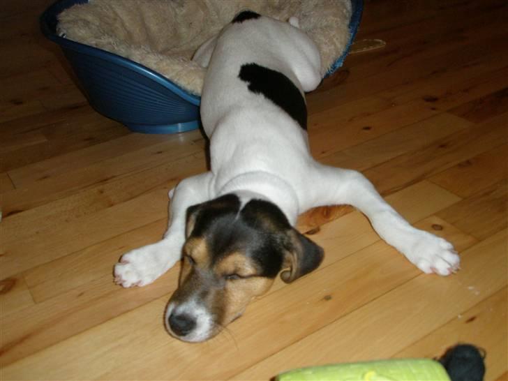 Jack russell terrier Russels Hunter / Kenzo - jeg er såååå træææt billede 3