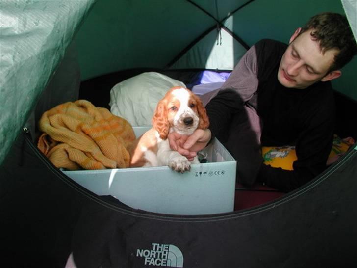 Welsh springer spaniel Sif - Sif påhendes første spejderlejr - 8 uger gammel billede 2