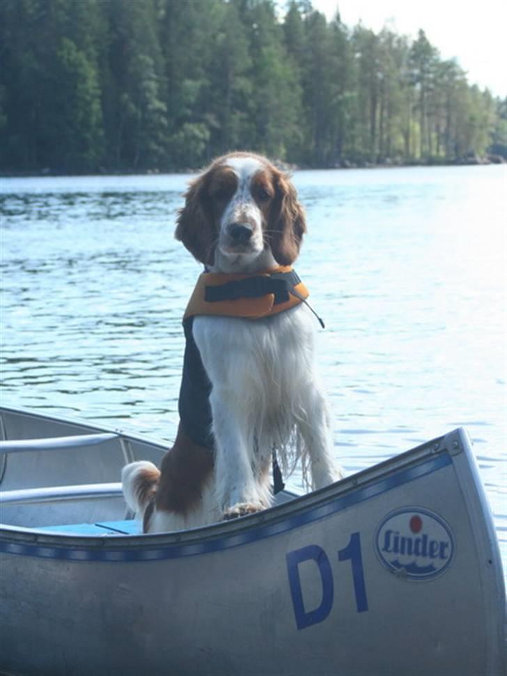 Welsh springer spaniel Sif - Sif på kanontur i Sverige billede 3