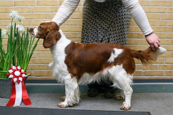 Welsh springer spaniel Sif - Den dag Sif blev udstillingschampion billede 5