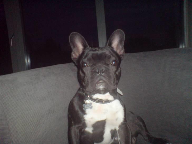 Fransk bulldog Bastian (BASTER) oprindel billede 1